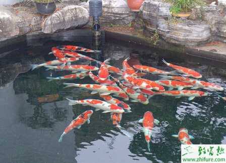 如何養(yǎng)錦鯉魚？養(yǎng)錦鯉的注意事項