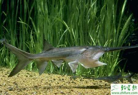 網箱能養鴨嘴魚嗎？網箱養鴨嘴魚技術