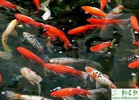 養(yǎng)錦鯉有什么講究？養(yǎng)錦鯉魚的風水