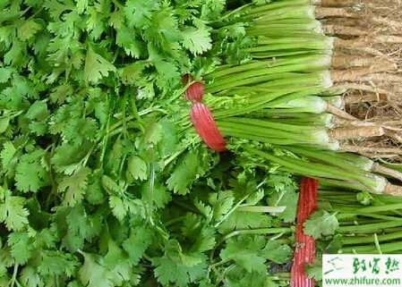 香菜菌核病的綜合防治