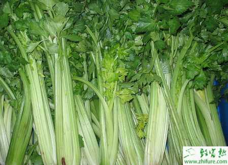 芹菜夏季的栽培要點(diǎn)