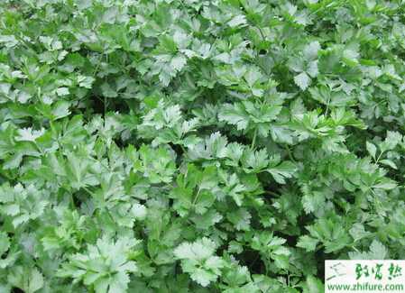 芹菜腐爛病如何防治