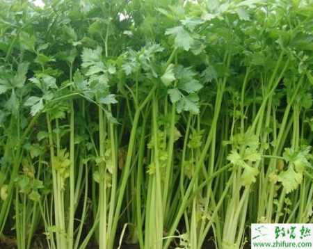 芹菜抽薹的防治措施