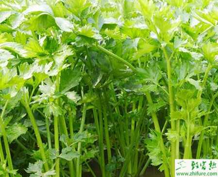 芹菜葉斑病的介紹及防治措施