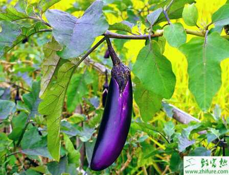 茄子落花落果的原因和應(yīng)對措施