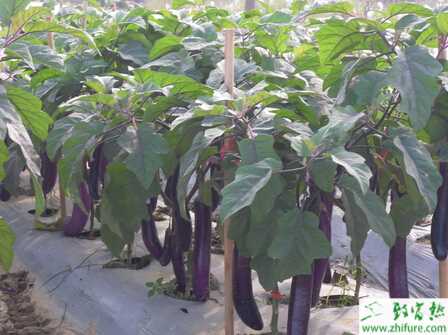 茄子嫁接方法和管理要點(diǎn)