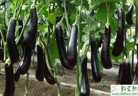 茄子雨季易發病的綜合防治