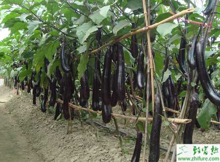 茄子五月栽培管理要點(diǎn)