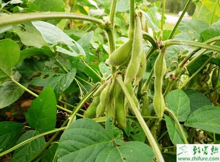 毛豆春季栽培如何高產(chǎn)