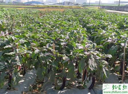 茄子畸形果怎么辦