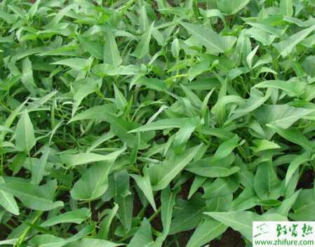 空心菜溫室栽培管理技術(shù)