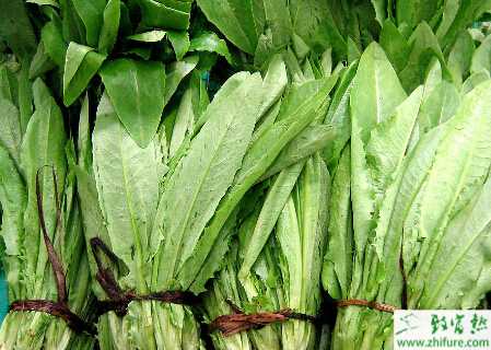 油麥菜病毒病的識別和防治