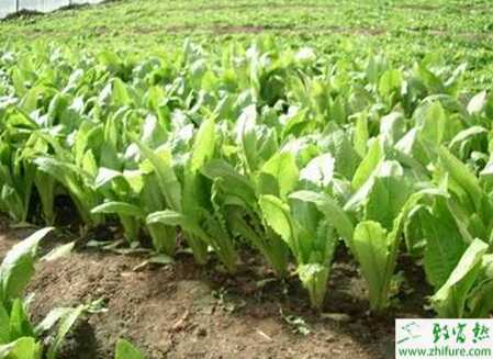 油麥菜大棚秋冬栽培要點