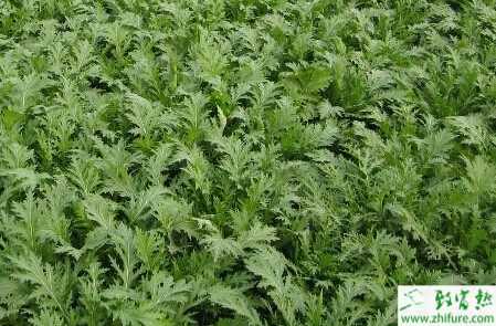 雪菜蚜蟲(chóng)怎么防治