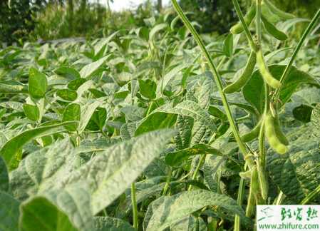 毛豆銹病的識別及防治方法