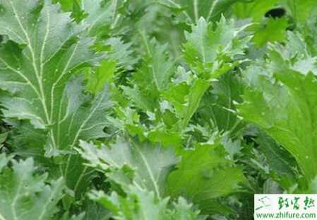 雪菜病毒病的癥狀及防治