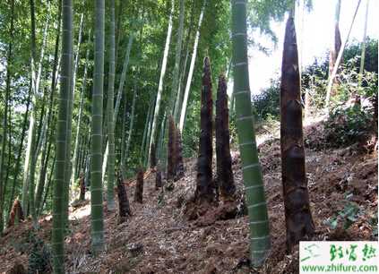 竹筍蟲害夜蛾的介紹與防治