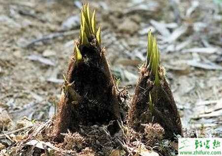 毛竹筍高產(chǎn)栽培技術(shù)