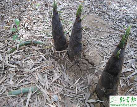 竹筍的肥水管理和栽培方法