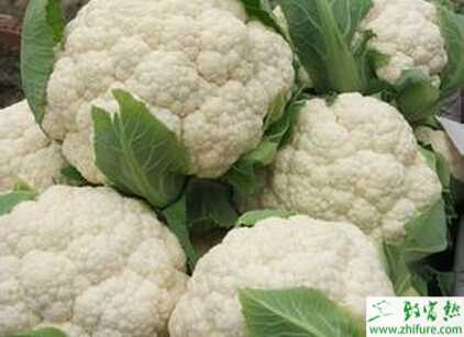 花椰菜散花球的防治方法