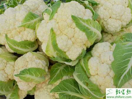 花椰菜的科學施肥技術