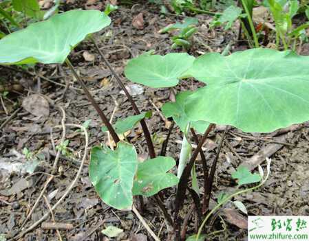 芋頭的夏季栽培管理措施