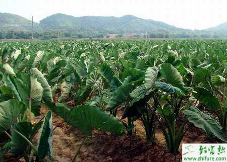 芋頭枯萎病怎么防治