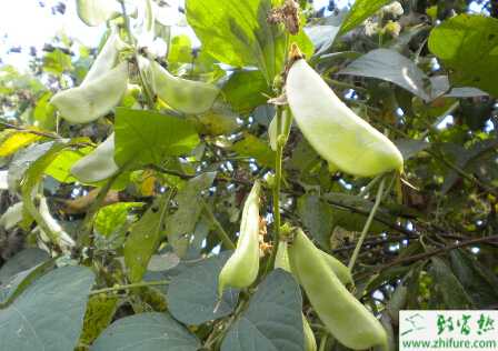 扁豆紅斑病的防治要點