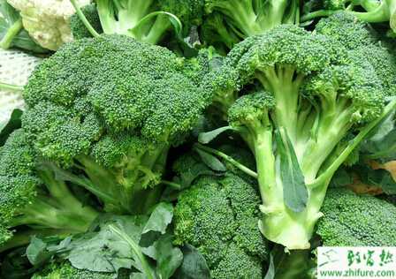 西蘭花夏季栽培管理要點