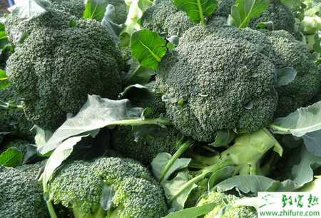 西蘭花黑斑病的綜合防治