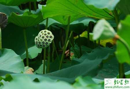 蓮藕的規范化栽培管理技術