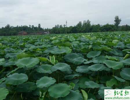 蓮藕腐敗病的認識和防治