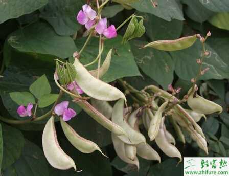 扁豆的科學栽培管理技術