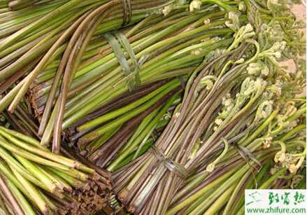 蕨菜立枯病的癥狀及防治