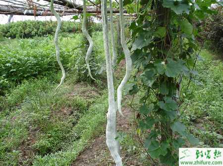 蛇瓜蟲害潛葉蠅的介紹與防治