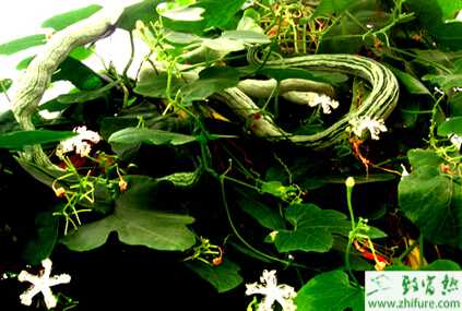 蛇瓜蚜蟲怎么防