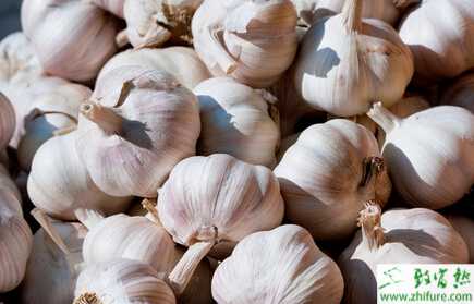 大蒜春季栽培管理要點