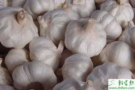 大蒜軟腐病的癥狀和防治