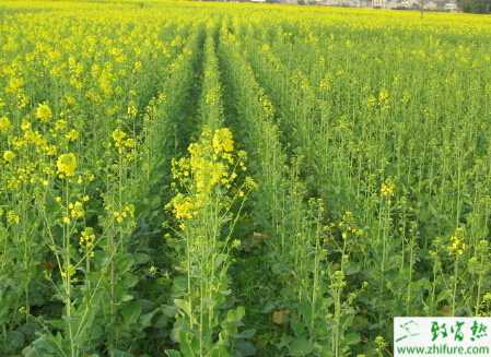 油菜凍害需早預防