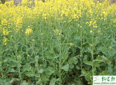 油菜根腫病的科學防治方法