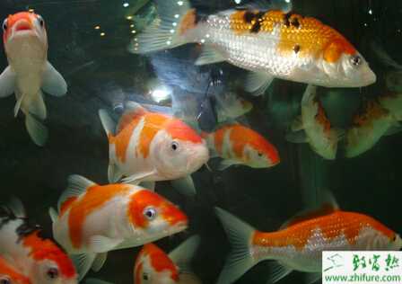 魚缸養錦鯉怎么養？養錦鯉如何選擇魚缸？