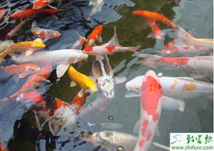 養錦鯉怎樣養水？養錦鯉的水放多長時間？