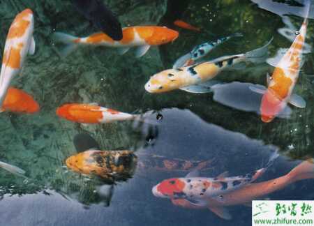 養錦鯉的水為什么渾濁？養錦鯉魚水渾了怎么辦？