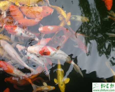 飼養(yǎng)錦鯉魚水質(zhì)要求高嗎？缸養(yǎng)錦鯉的水質(zhì)控制