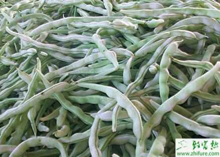 蕓豆萎蔫病的認識和防治