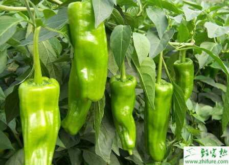 青椒夏季播種育苗要點