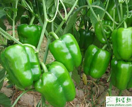 青椒秋冬栽培管理技術