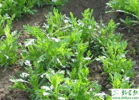 茼蒿猝倒病的介紹與防治