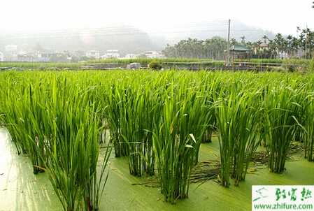 茭白大田棚栽技術