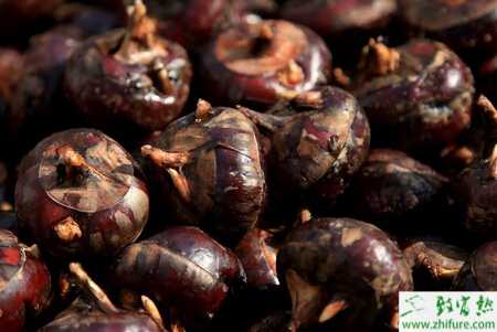 荸薺葉枯病的發(fā)病癥狀與防治